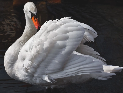 Mute Swan